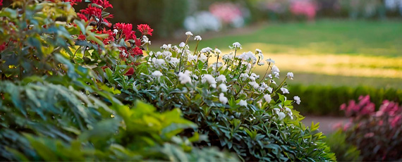 Fertilização e Manutenção de Jardins